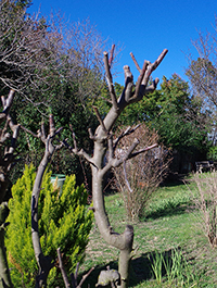 Le jardin au naturel ARTICLE 3